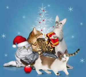 ������������� �������� ����� Magic Cats 2009 � ����� ���� �����! 